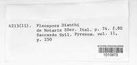 Image of Pleospora dianthi